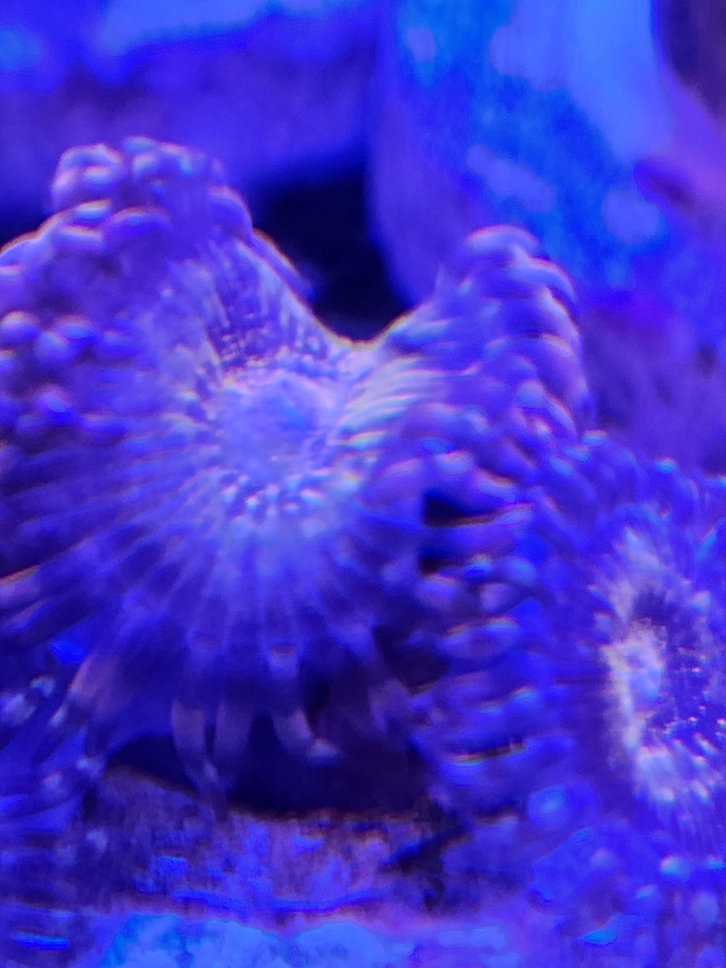 Pandora Zoanthids - Not WYSIWYG