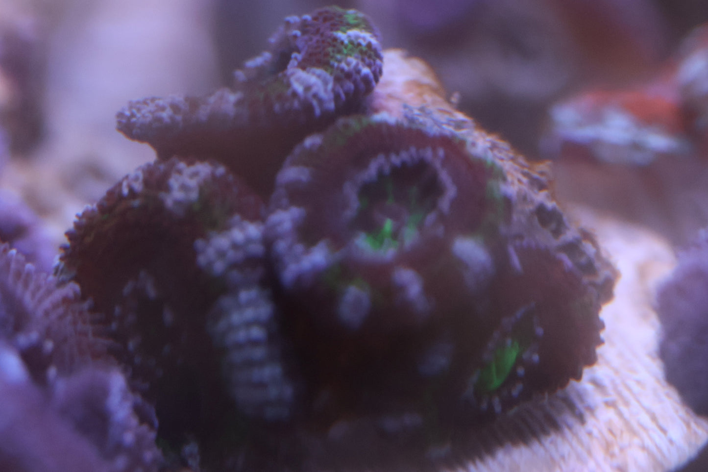 WA Emerald Tiger Acan coral frag with deep maroon tiger-striped polyps and hints of emerald around the mouths on frag plug under reef lighting