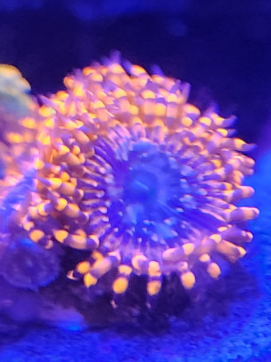 Close-up of Utter Chaos zoanthid polyps with bright orange fringes and deep purple mouths under reef lighting.