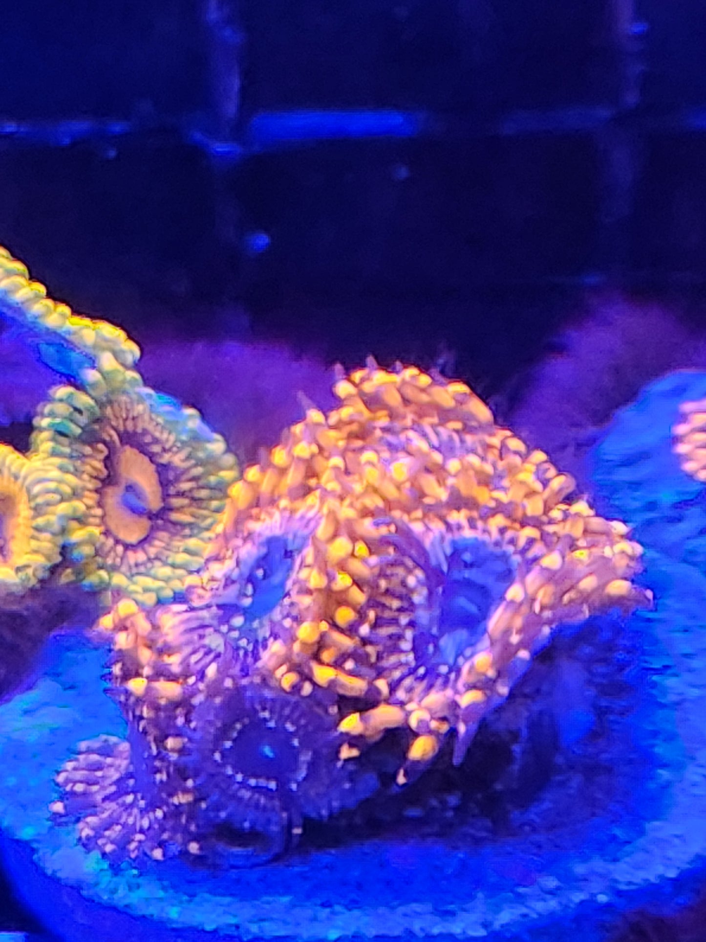 Utter Chaos zoanthid colony under blue LED lights showing vivid orange tentacles and purple centers on frag plug.