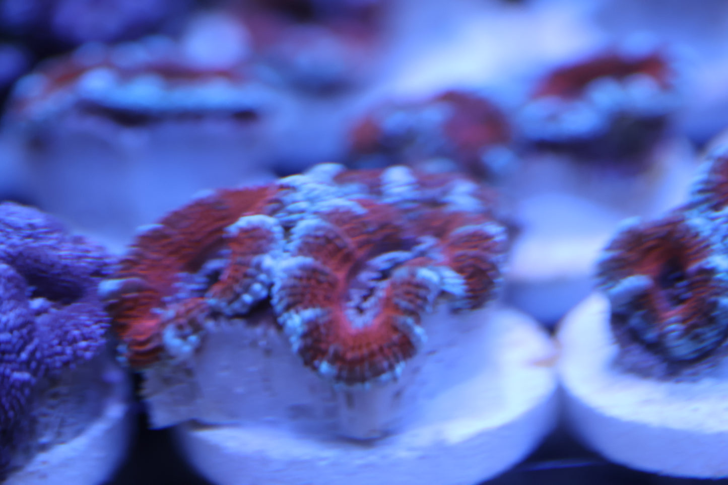 WA Arctic Inferno Acan — blazing red cores wrapped in cool blue. A showstopper under your reef lights.