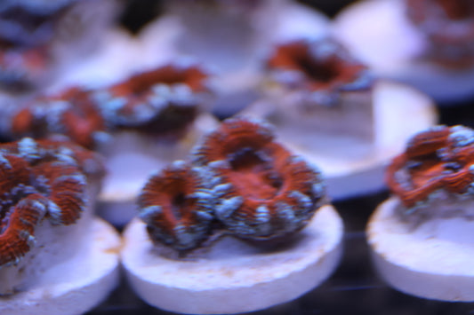 WA Arctic Inferno Acans grouped on frag rack, flaunting frosty blue and molten red for maximum reef impact.