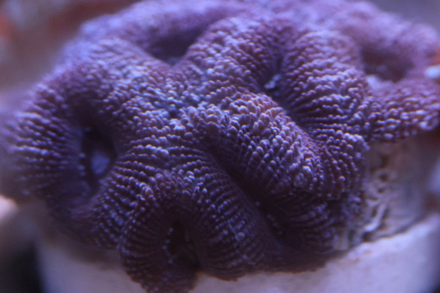 WA Midnight Frost Acan coral frag – purple blue Acanthastrea lord for saltwater reef aquariums
