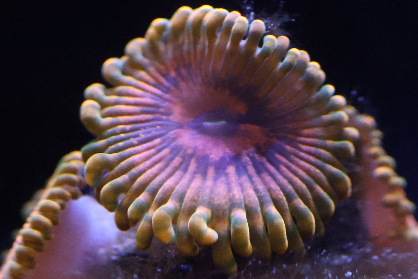Grand Master Krakatoa GMK zoanthid single polyp frag – speckled orange center with golden skirt, aquacultured at Wilder Aquatics in Miami