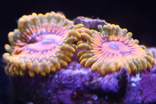 Grand Master Krakatoa GMK zoanthid frag – speckled orange and yellow center with glowing golden skirt, aquacultured at Wilder Aquatics in Miami