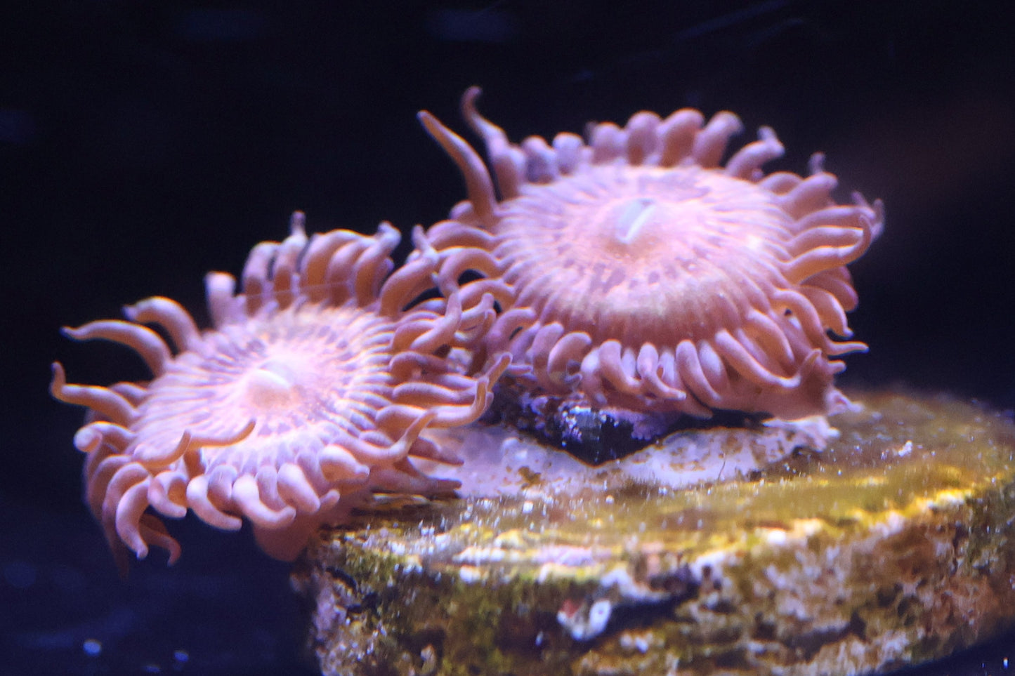 Wilder Aquatics Pandora Zoanthid – vibrant coral frag for saltwater reef hobbyists in Miami