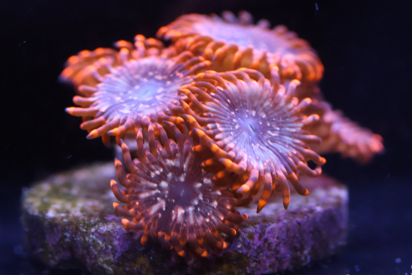 Wilder Aquatics Utter Chaos Zoanthid – vibrant orange coral frag for Miami reef hobbyists