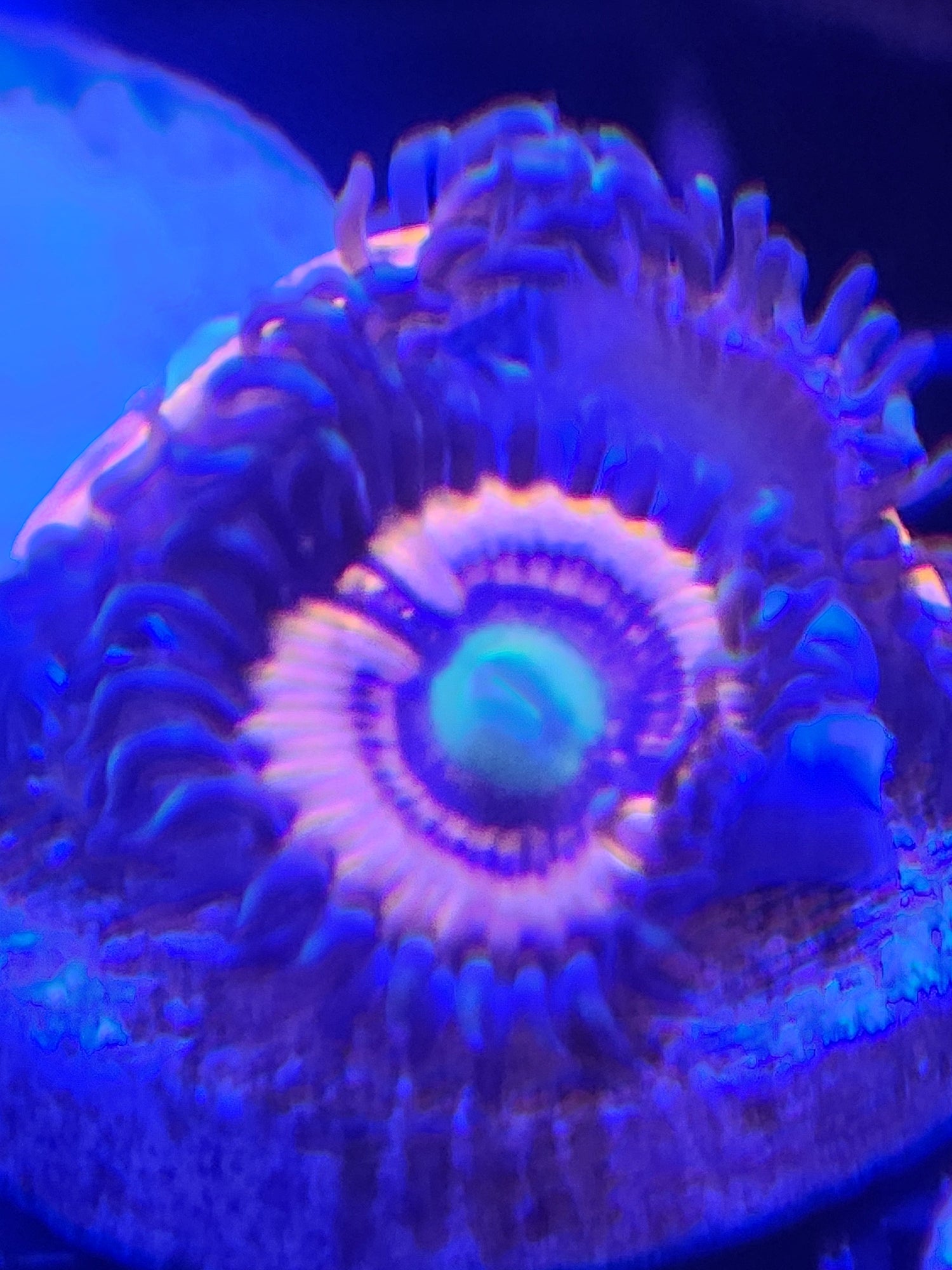 Cluster of colorful Zoanthid coral colonies with bright green and orange polyps on reef substrate under aquarium lighting