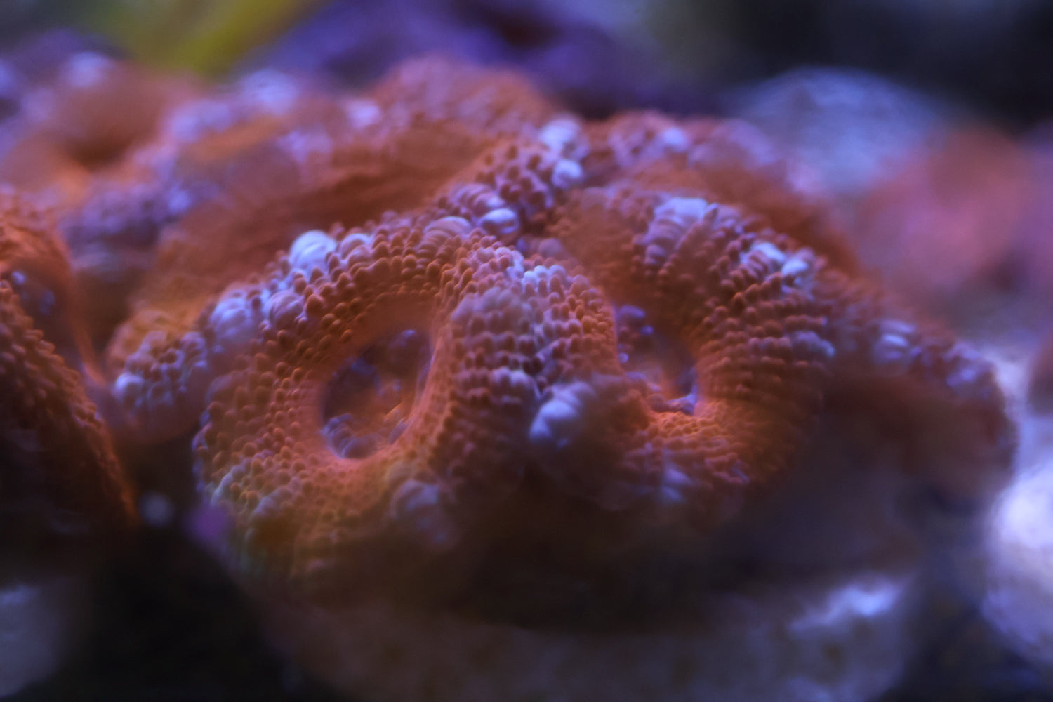 Detailed macro of bright red Acanthastrea coral showing textured polyps under blue reef LED lighting
