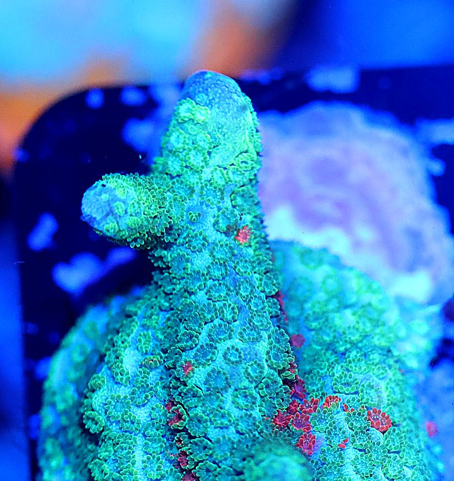 colorful grafted montipora digitata coral frag for reef aquariums