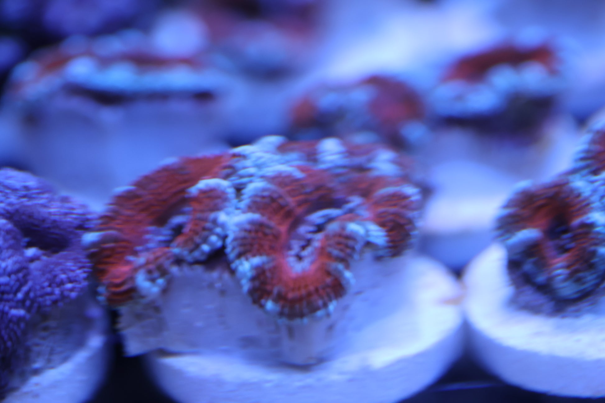 WA Arctic Inferno Acan — blazing red cores wrapped in cool blue. A showstopper under your reef lights.