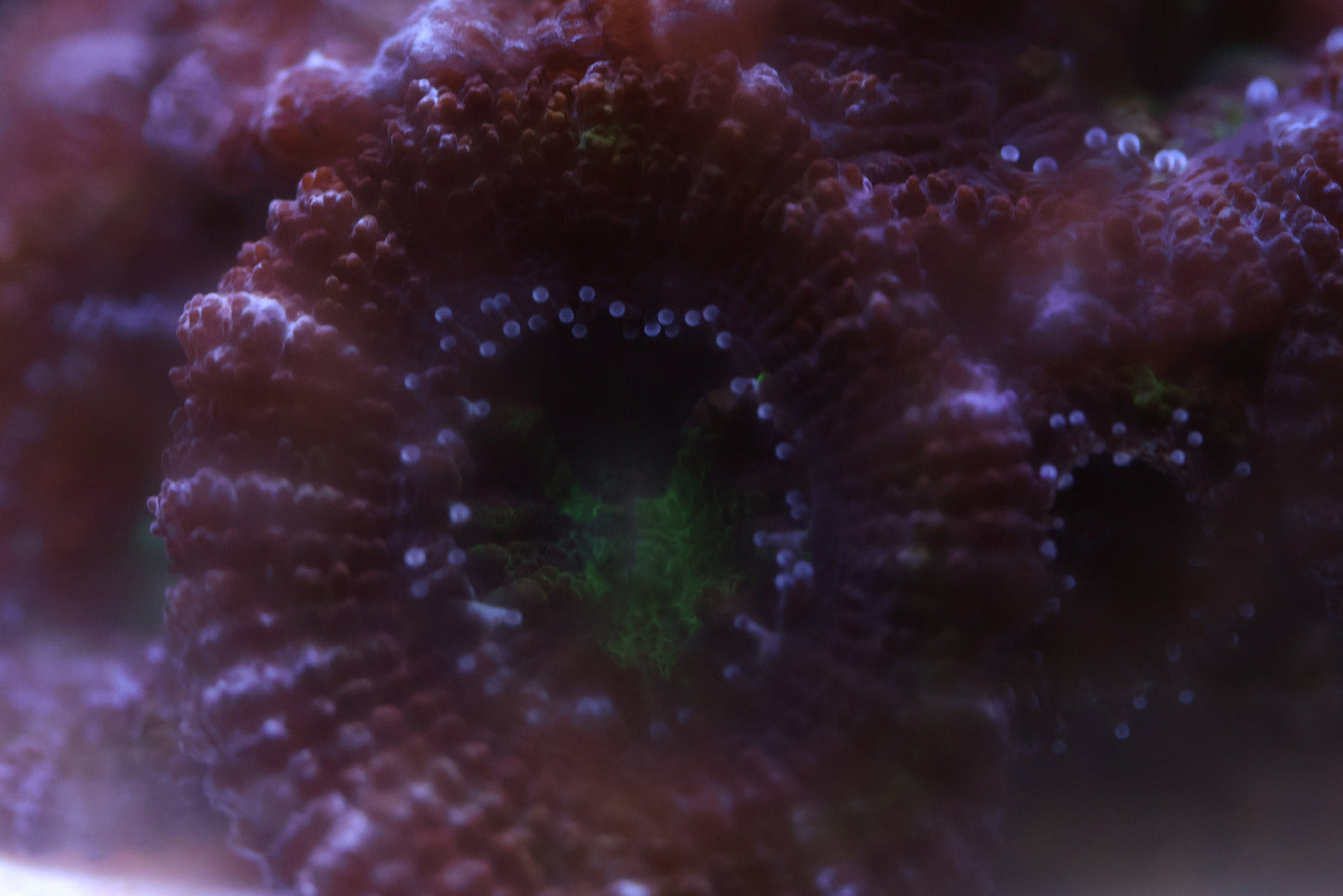 Close-up of WA Royal Nexus Acan Lord coral frag with deep royal purple fleshy polyps and bright emerald green centers on frag plug.