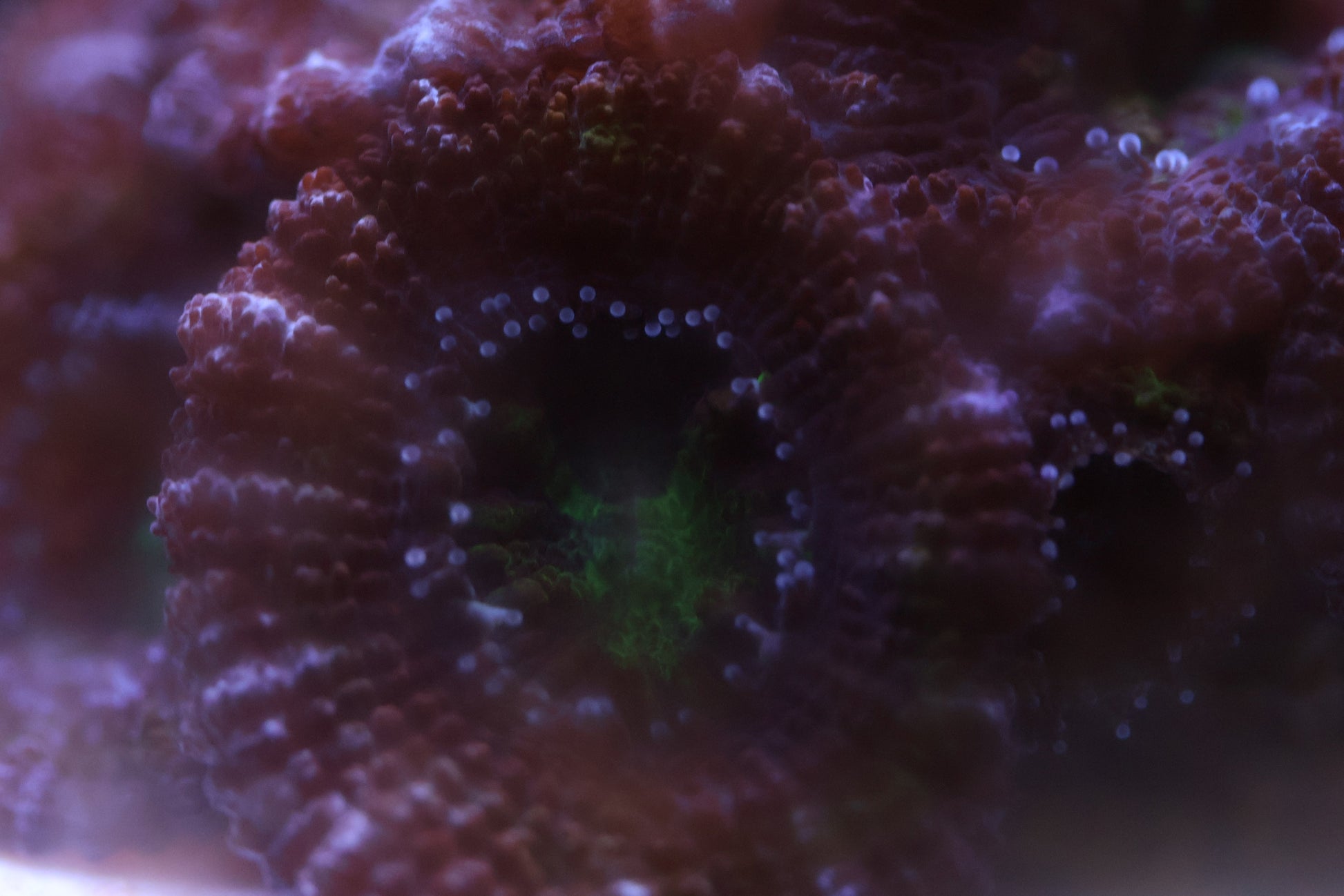 Close-up of WA Royal Nexus Acan Lord coral frag with deep royal purple fleshy polyps and bright emerald green centers on frag plug.