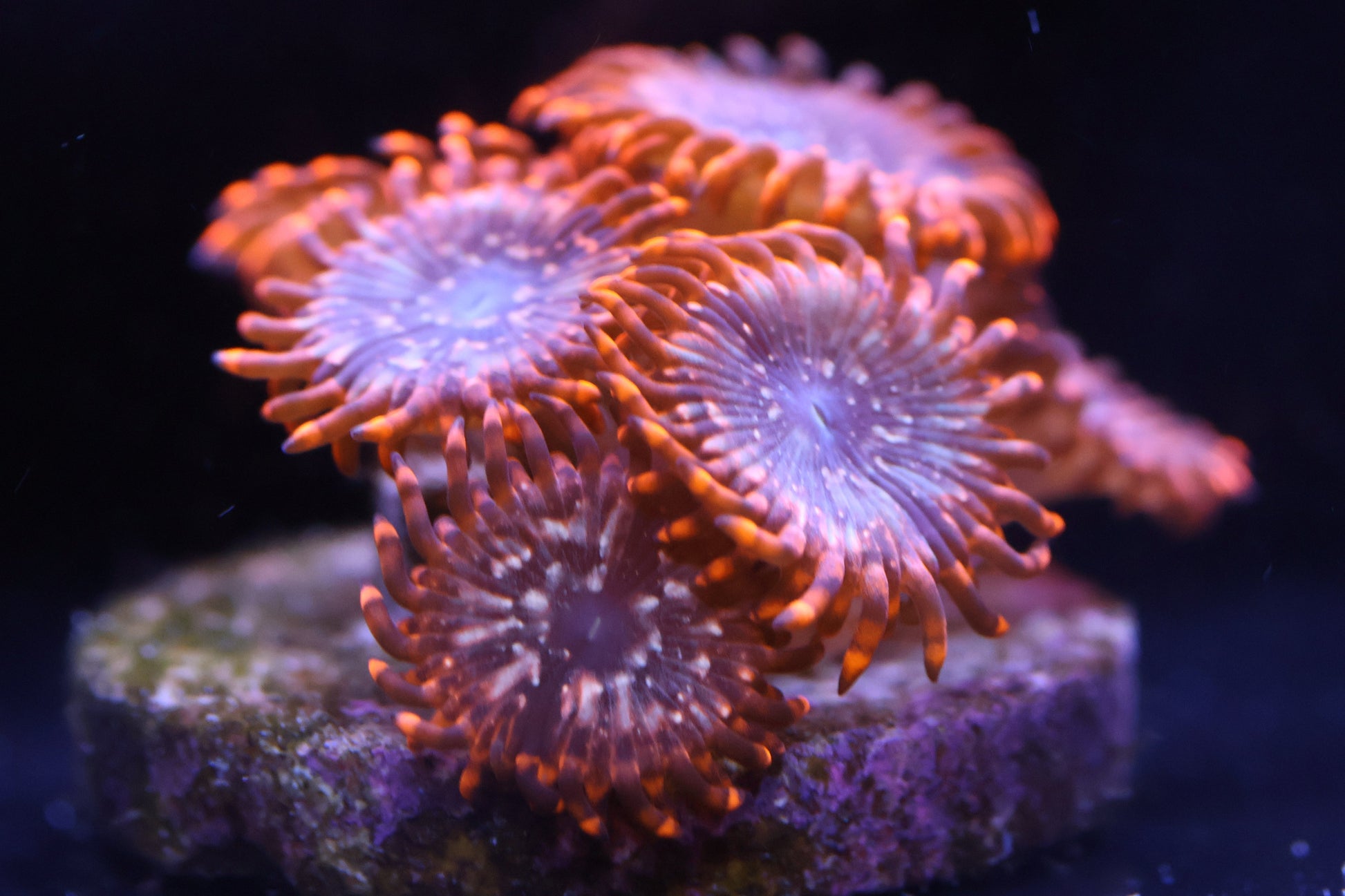 Wilder Aquatics Utter Chaos Zoanthid – vibrant orange coral frag for Miami reef hobbyists