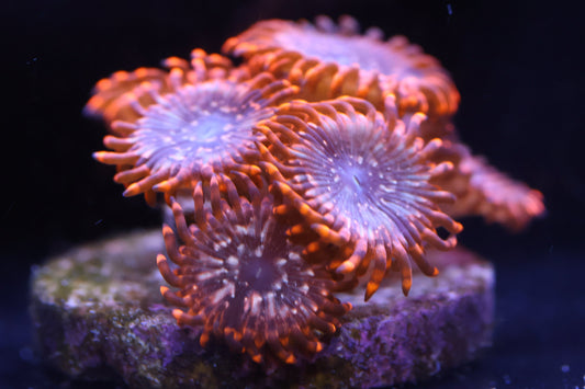 Wilder Aquatics Utter Chaos Zoanthid – vibrant orange coral frag for Miami reef hobbyists