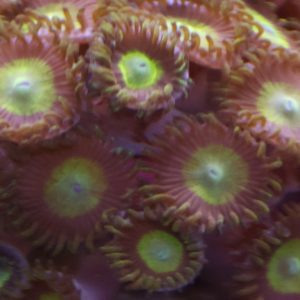 King Midas zoanthids under white light grown at Wilder Aquatics