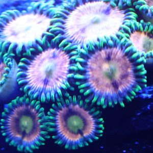 Laser Lemon Zoanthids (Zoas) under blue reef aquarium lighting, showing bright green skirts and glowing centers