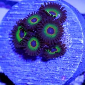 Bob Marley Zoanthids frag with dark brown skirts and vivid green rings under reef aquarium lighting, aquacultured by Wilder Aquatics