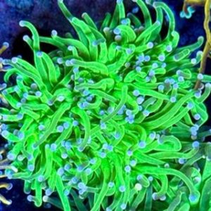 Cotton Candy torch coral with neon green tentacles and light pink tips under reef aquarium lighting