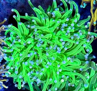 Cotton Candy torch coral with neon green tentacles and light pink tips under reef aquarium lighting