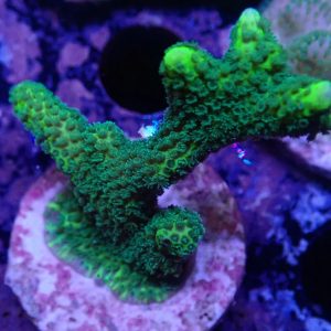 Green Montipora digitata frag with branching growth under reef aquarium lighting