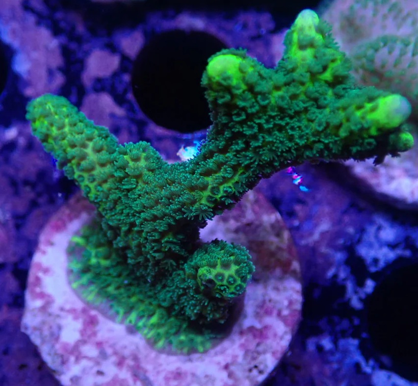 Green Montipora digitata frag with branching growth under reef aquarium lighting