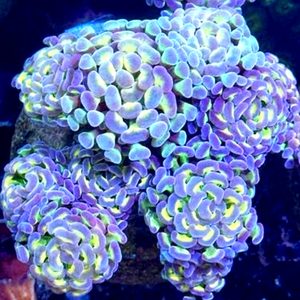 Hologram Branch Hammer coral 2 head frag with purple and green iridescent tips under reef aquarium lighting, aquacultured by Wilder Aquatics