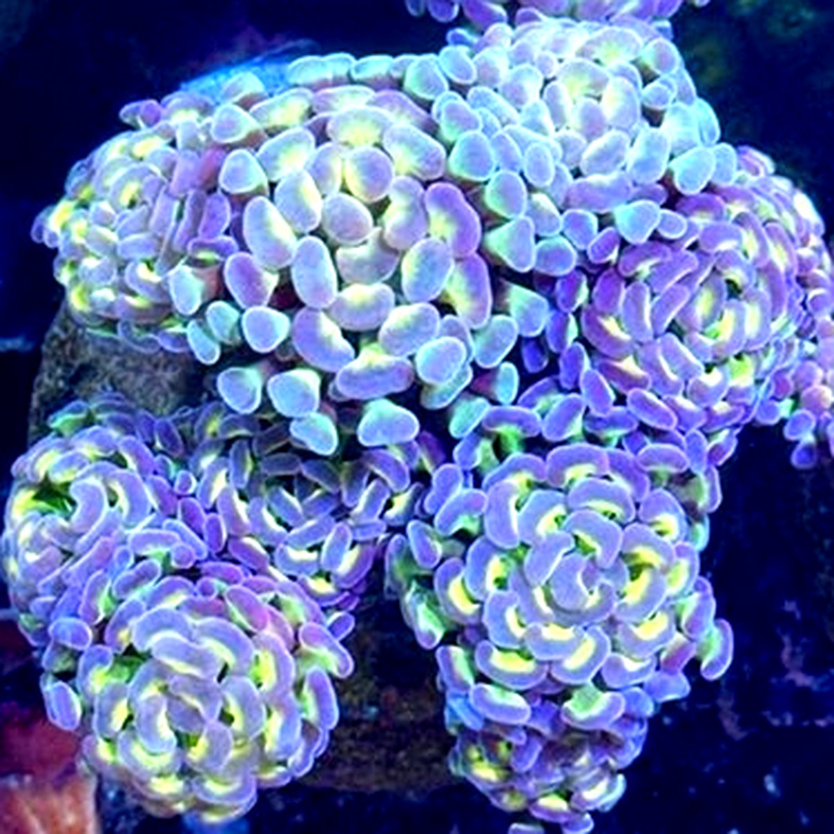 Hologram Branch Hammer coral 2 head frag with purple and green iridescent tips under reef aquarium lighting, aquacultured by Wilder Aquatics