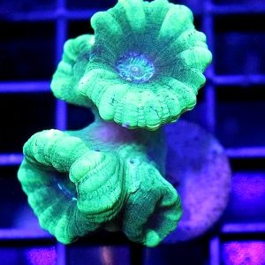 Kryptonite Candy Cane coral frag with vivid neon green coloration under reef aquarium lighting, aquacultured by Wilder Aquatics