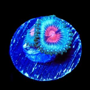 Miami Vice zoanthid coral frag with neon blue skirt, teal face, and bright pink center