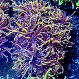 New York Knicks torch coral (Euphyllia glabrescens) displaying long flowing tentacles with vivid gold tips and rich purple coloration under reef lighting.