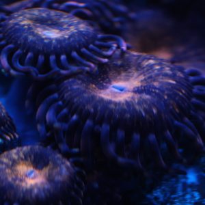 Wilder Aquatics Pandora Zoanthid – vibrant coral frag for saltwater reef hobbyists in Miam