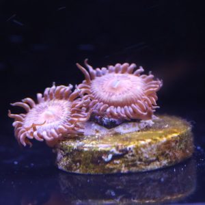 Wilder Aquatics Pandora Zoanthid. Vibrant coral frag for saltwater reef hobbyists in Miami