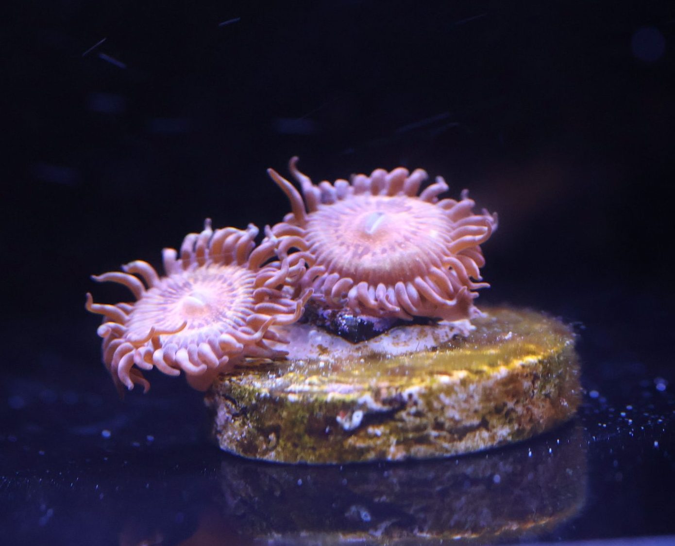 Wilder Aquatics Pandora Zoanthid. Vibrant coral frag for saltwater reef hobbyists in Miami