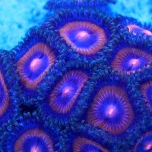 Plasma Cutter Zoanthids frag with deep green skirts and vivid gold rings surrounding purple centers under reef aquarium lighting, aquacultured by Wilder Aquatics