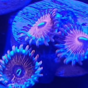 Seduction zoanthid coral frag with deep purple-blue coloration and bright fluorescent centers under reef lighting