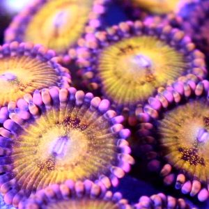 TG Sakura Zoanthids Frag