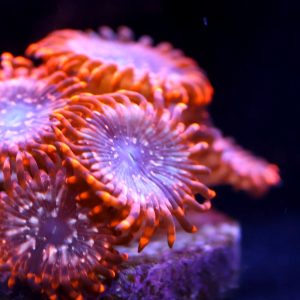 Utter Chaos Zoanthids frag with vivid orange tentacles and iridescent centers under reef aquarium lighting, aquacultured by Wilder Aquatics