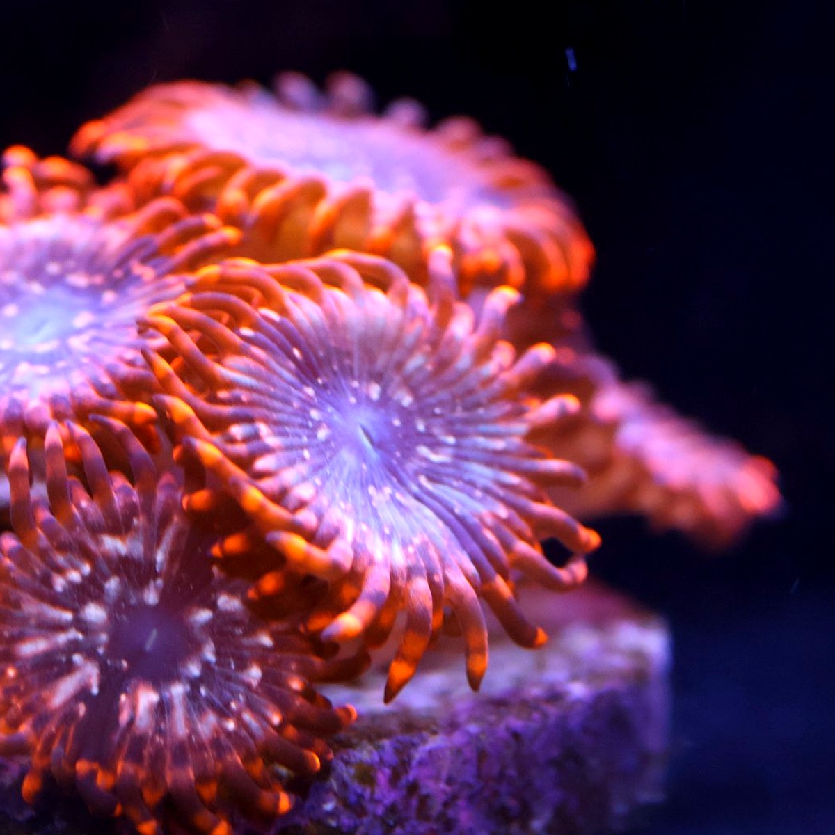 Utter Chaos Zoanthids frag with vivid orange tentacles and iridescent centers under reef aquarium lighting, aquacultured by Wilder Aquatics