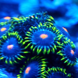Blowpop Zoanthids frag with neon green striped tentacles and orange centers under reef aquarium lighting, aquacultured by Wilder Aquatics