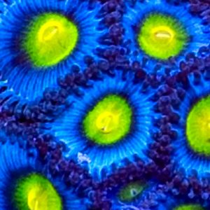 Blue AOI Zoanthids frag with vivid electric blue rays and neon green centers under reef aquarium lighting, aquacultured by Wilder Aquatics
