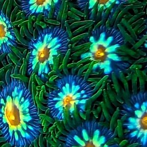 JF Stargazer Zoanthids frag with deep green skirts, electric blue and teal rays, and gold centers under reef aquarium lighting, aquacultured by Wilder Aquatics