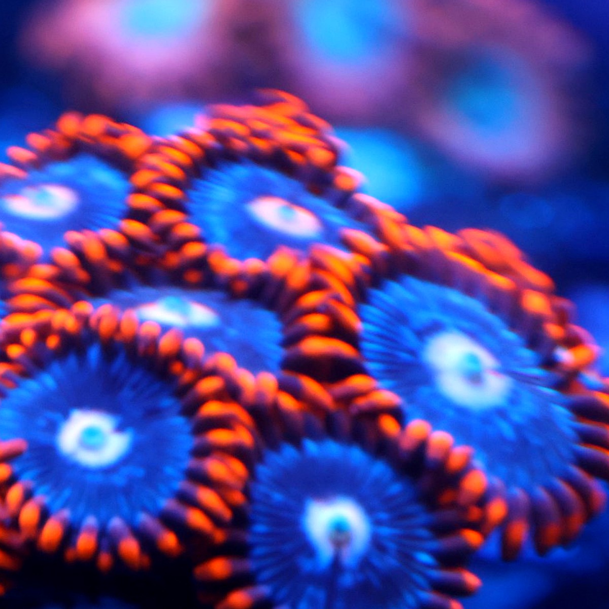 Snitch Zoanthids frag with vivid orange striped tentacles and electric blue teal centers under reef aquarium lighting, aquacultured by Wilder Aquatics